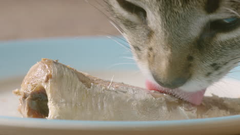 Süße-Katze-Leckt-Sardinenleckerei-Auf-Teller,-Extreme-Nahaufnahme,-Makro