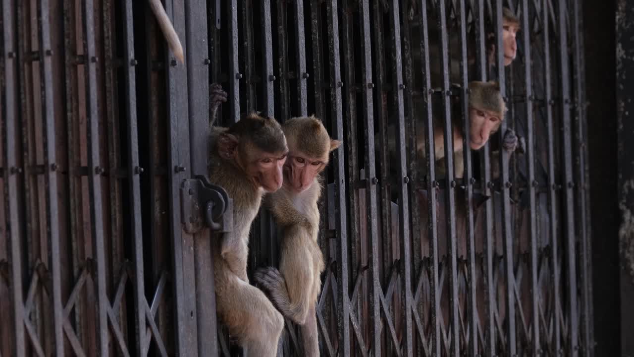 긴 꼬리 원숭이, macaca fascicularis, 롭 부리, 태국