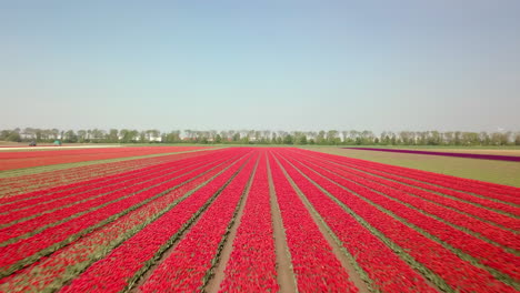 aerial drone shot of flying forward and low at the red tulip flower fields in the netherlands