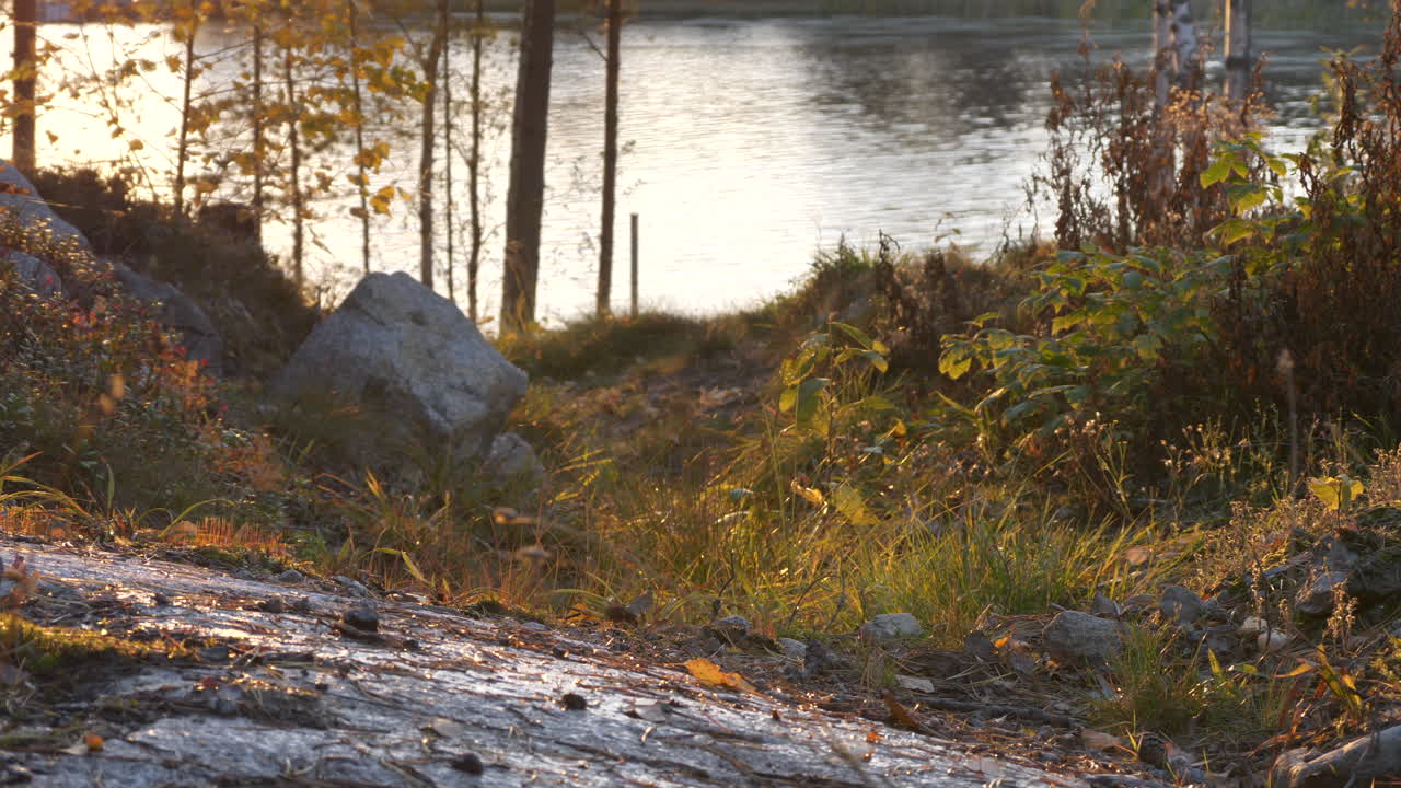 Elokuvamainen näkymä järvenrannasta syksyllä, hyönteisineen ja kultaisine väreineen.