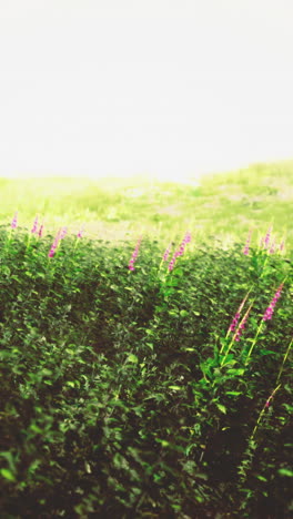 vibrant wildflowers bloom under the golden sun in a serene landscape