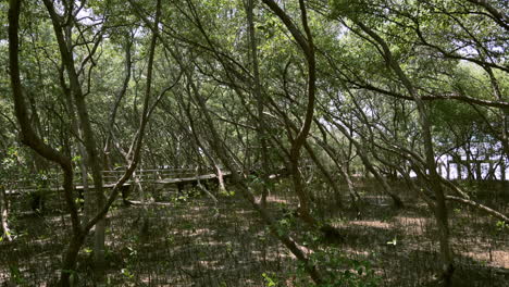 View-of-the-forest-mangrove-undergrowth,-located-in-Bangphu-Recreation-Area-in-Samut-Prakan-province,-in-Thailand