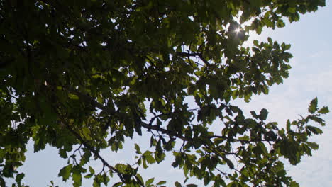 tracking shot of sunshine peeking through tree branches