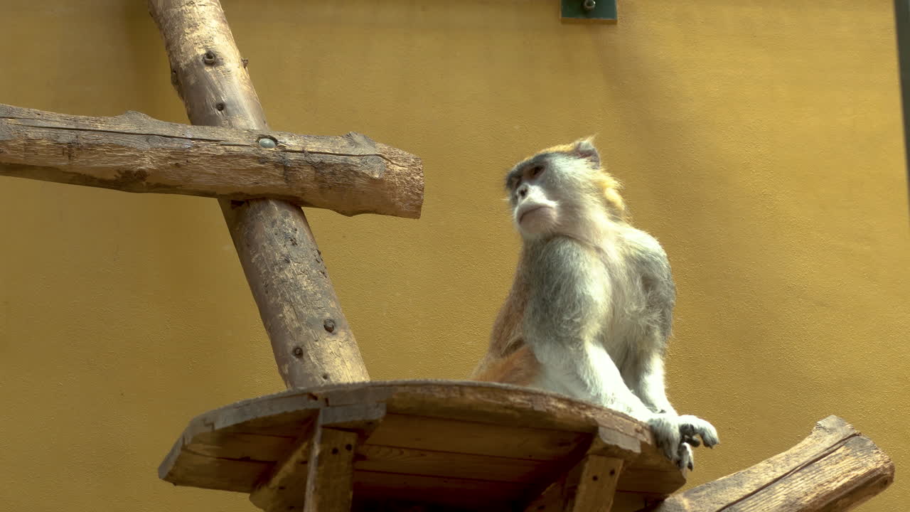 動物園の木の柱に座る東ジャワラングール