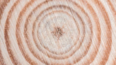 wooden tree cut surface with organic tree rings - looping video