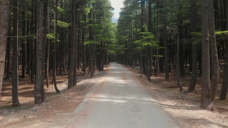 pov along empty road surrounded by lush fir trees at ushu forest at kalam. follow shot