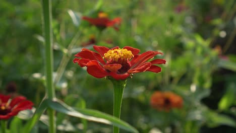 bright red flower in the green grass in the garden