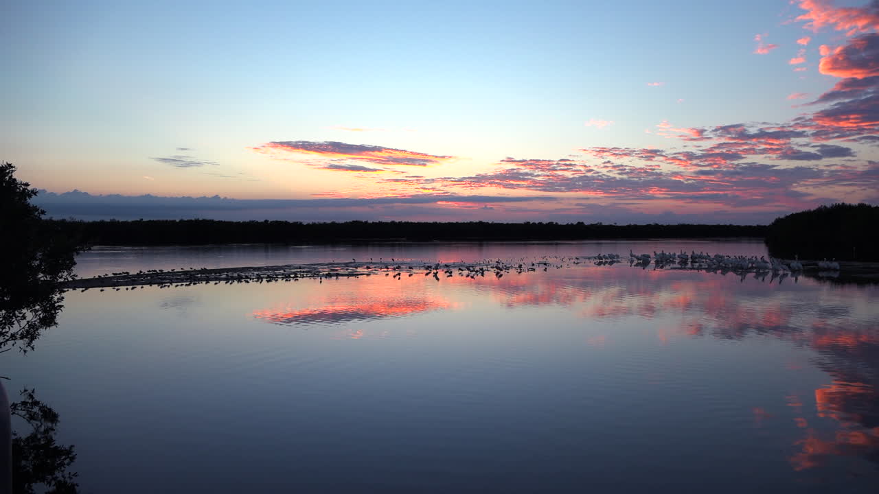 플로리다 해안의 습지를 따라 석양에 멀리 떨어진 도요 물떼새