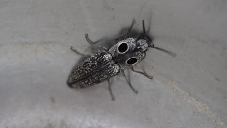 foto macro de un escarabajo de clic de ojos orientales arrastrándose dentro de un tazón
