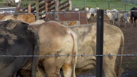 horned brahman cattle walk past camera to the left behind fence, close up