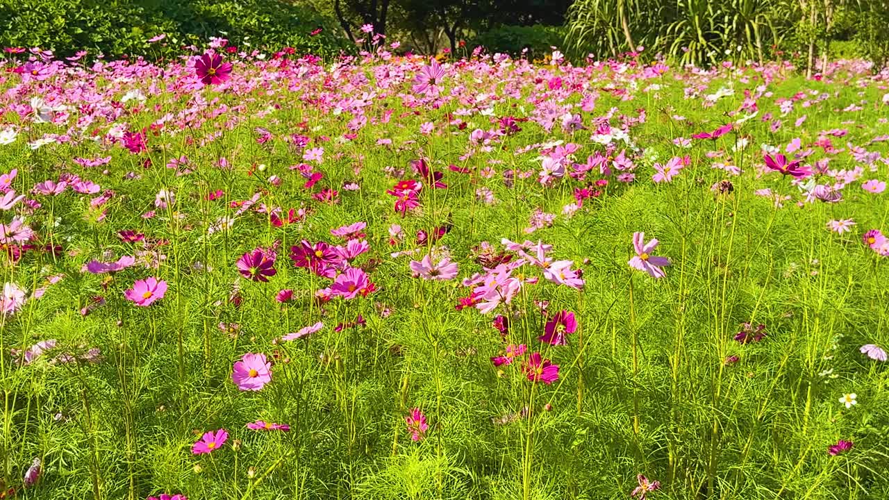 활기찬 우주 꽃이 바람에 흔들리고