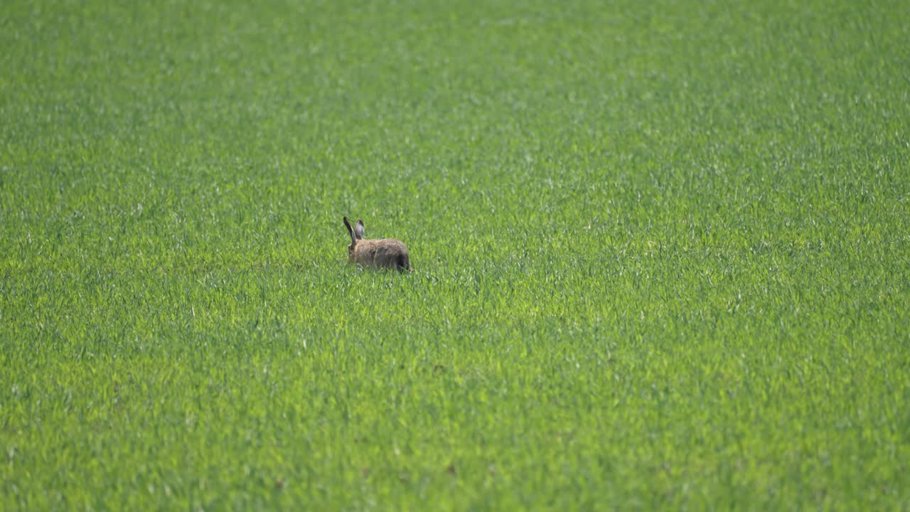 토끼 가 푸른  ⁇  을 가로질러 달리고 있다