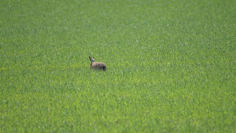 una liebre corre a través del campo verde y exuberante