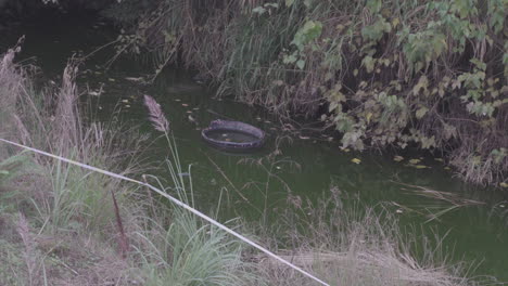 hay un neumático roto flotando en el estanque