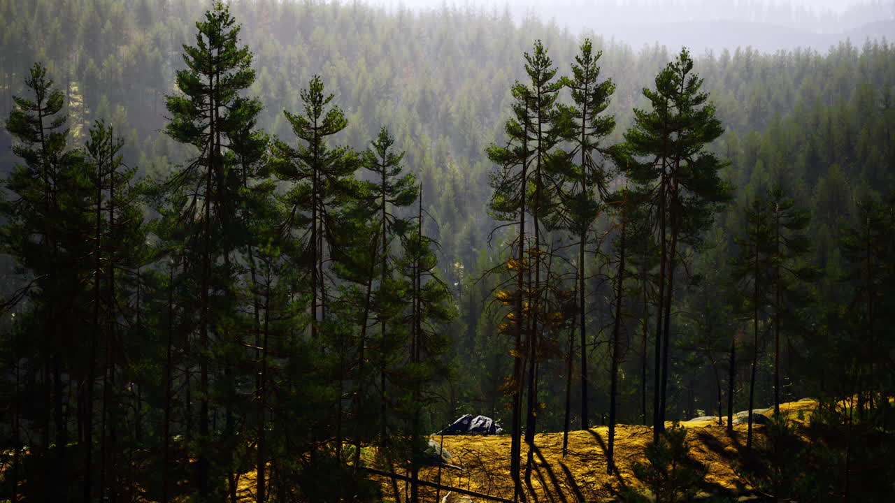 Forest layers in early morning light showcasing natures beauty and tranquility
