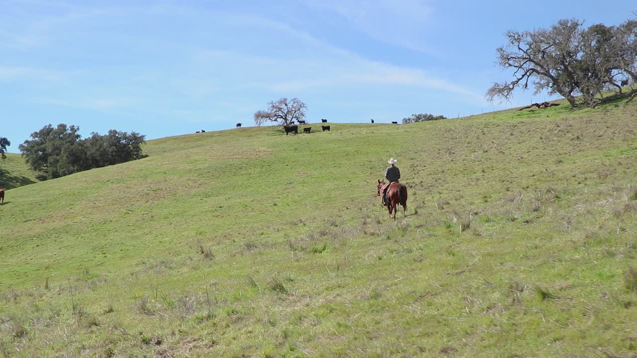 L'alto cowboy cavalca sulle sue verdi colline verso il suo bestiame in lontananza