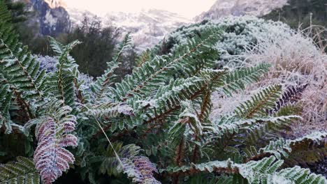 close up shot of frozen fern plants in national park of new zealand during winter