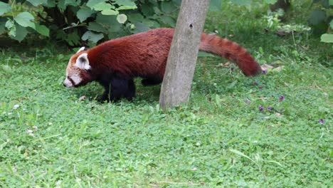 Panda-Rojo-Occidental,-También-Conocido-Como-Panda-Rojo-Nepalés