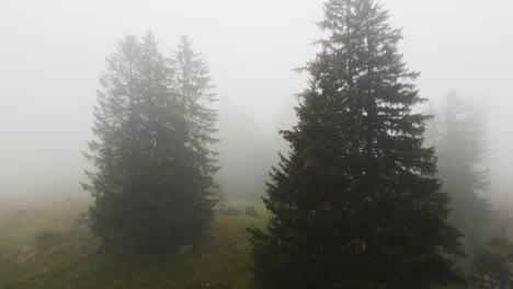 aerial shot of foggy fir trees in swiss mountains