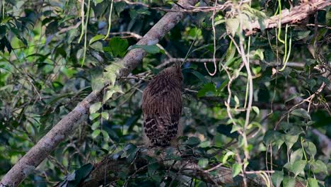 Die-Buffy-Fish-Owl-Ist-Eine-Große-Eule-Und-Doch-Die-Kleinste-Unter-Den-Vier-Fischeulen