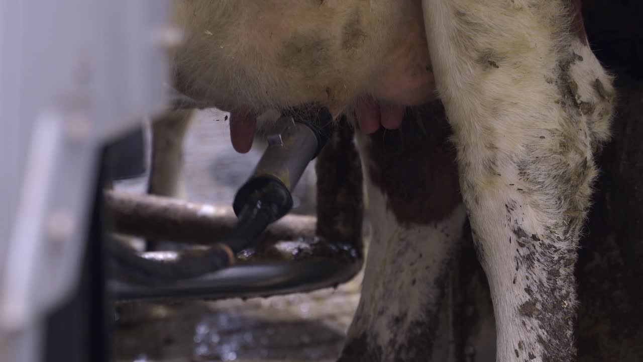 Automatiseret proces af en moderne malkemaskine