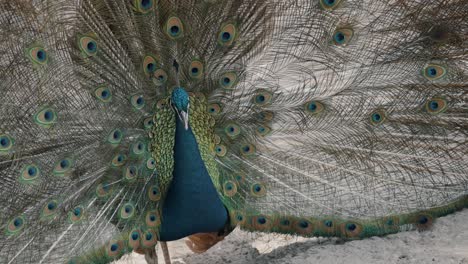 Close-up-shot-of-pretty-Pavo-Cristatus-Peacock-during-sunny-day