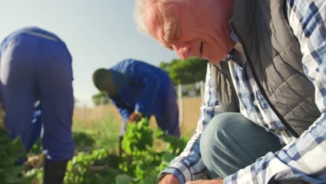 Mature-man-working-on-farm