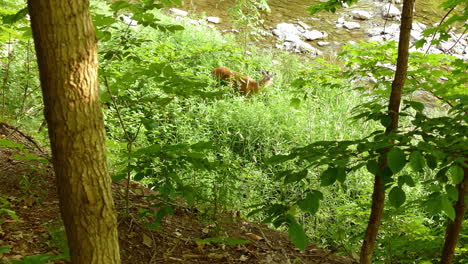 a small deer was spotted beside a riverside