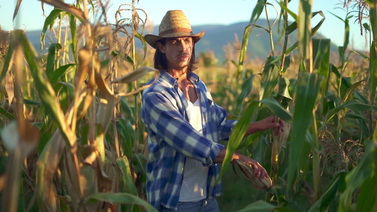 Farmer in a straw hat examining corn crops in a field at golden hour