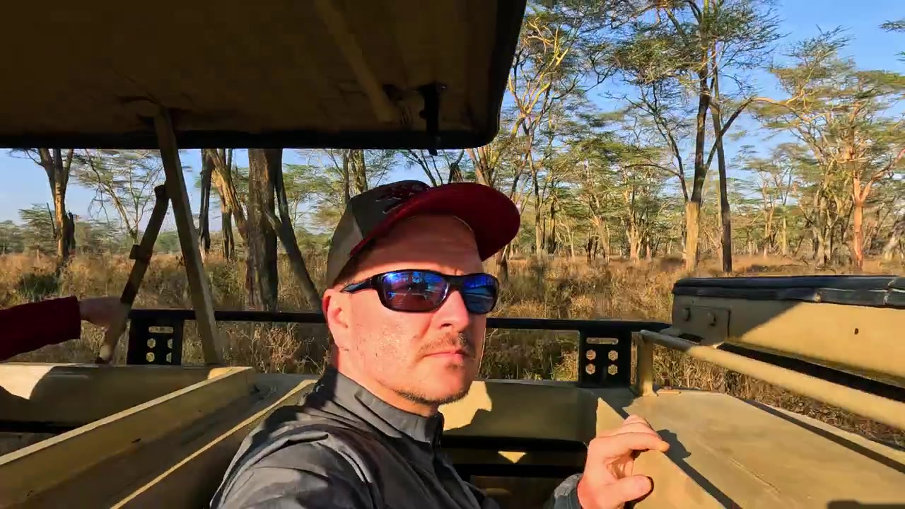 Tourist enjoying a game drive through the African savanna forest during sunrise