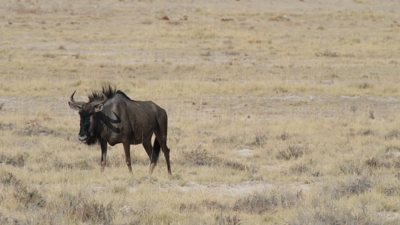 Single Black Wildebeest Walking In The African Savannah