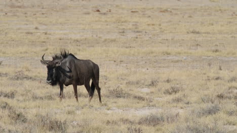 single black wildebeest walking in the african savannah