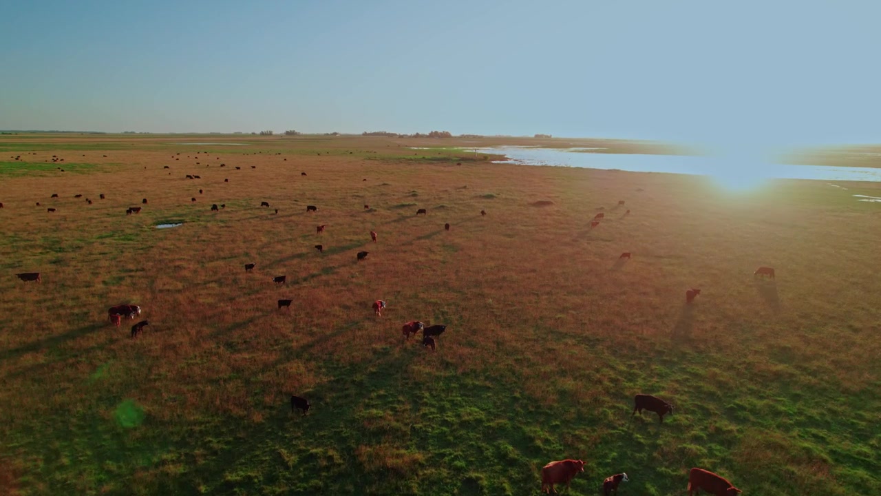 Ripresa di tracciamento con drone a bassa quota di una grande mandria di bestiame che pascola in un ampio campo verde durante l'ora d'oro. Rivelazione cinematografica del tramonto con bagliore dell'obiettivo e lunghe ombre