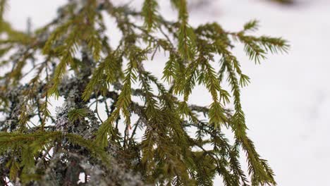 The last snow in the pine forest in the spring