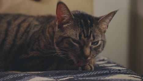 one tabby cat licking its paws while resting on bed - close up