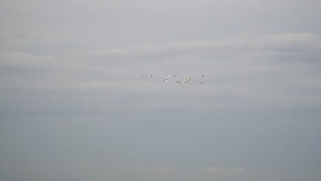 Bandada-De-Pájaros-Costeros-Vuelan-Contra-El-Cielo-Nublado-En-El-Sur-De-Vietnam