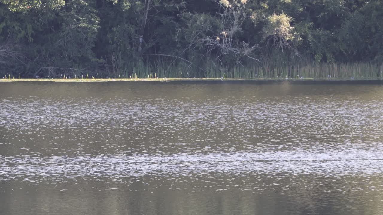 나무와 하늘을 반영하는 평온한 물
