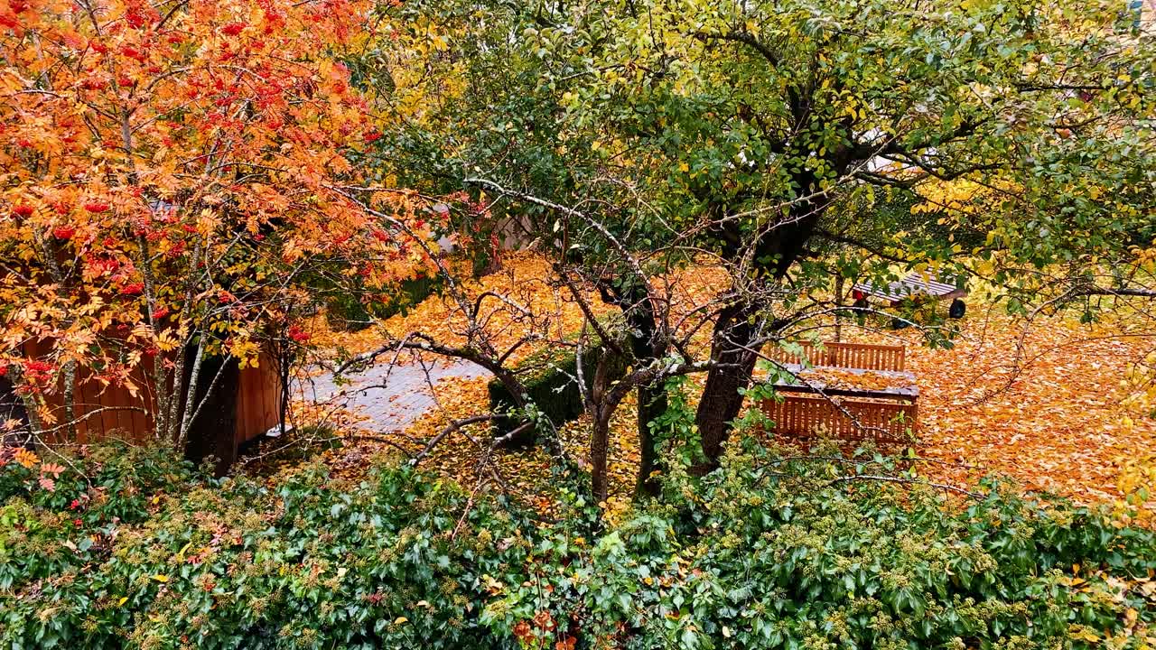 단풍이 가득한 뒤뜰 땅 아름다운 단풍 나무