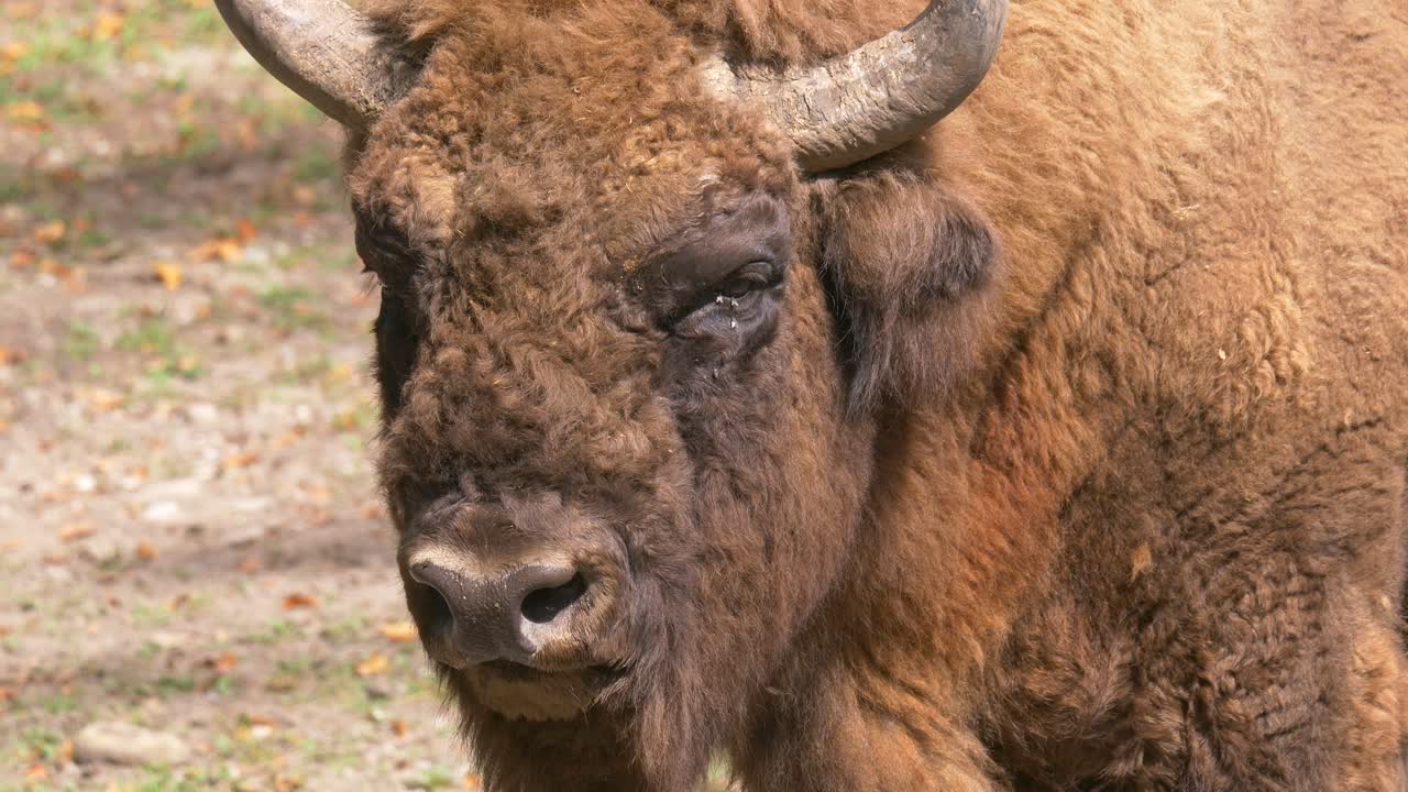 bisonte salvaje bonasus descansando en el campo rural durante un día soleado