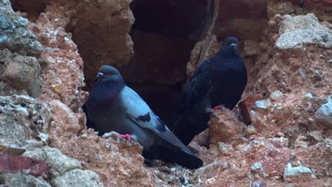 dos pájaros paloma posados y sentados juntos en un acantilado rocoso, en un retrato