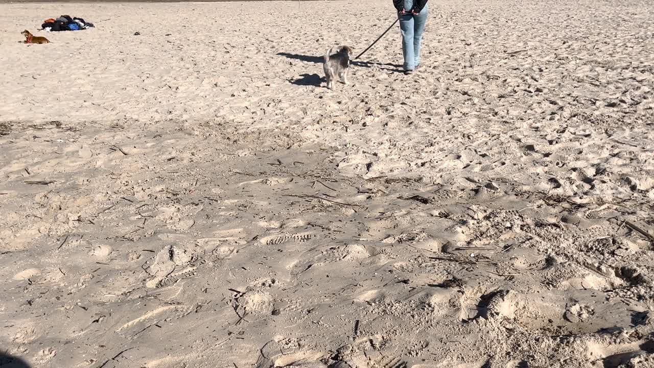 줄에 애완동물 개와 함께 모래 해변을 따라 산책