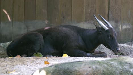 Ganzkörper-Seitenansicht-Einer-Gefährdeten-Tiefland-Anoa,-Die-Auf-Dem-Boden-Liegt