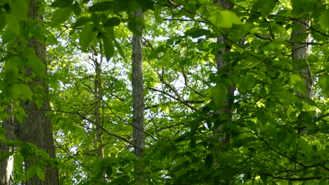el pico de madera de cabeza leída vaga por un tronco de árbol antes de desaparecer detrás de algunas hojas en el medio del bosque