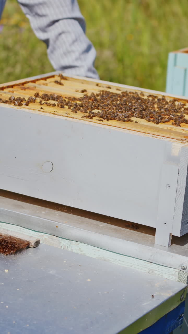 Beehives with bees. Beekeeper standing near wooden boxes. Bees crawling in a small hive. Close-up. Apiculture concept. Vertical video