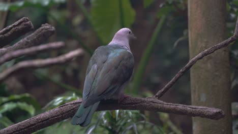 elegant large green imperial pigeon ducula aenea perching