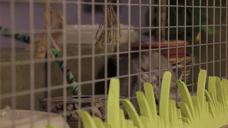 a house cat behind bars playing with a toy.