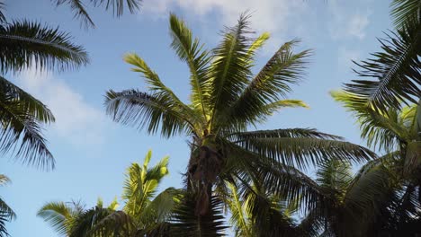 majestic coconut tree lit up by last sunlight swaying in wind on tropical island