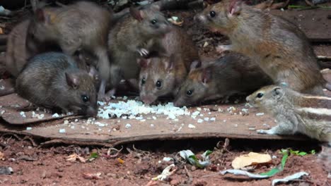 handheld shot of rats and chipmunks feeding on cooked rice