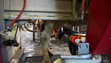 A-close-up-view-of-an-automatic-milking-machine-attached-to-the-udder-of-the-cow