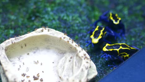 rana con mancha negra y amarilla